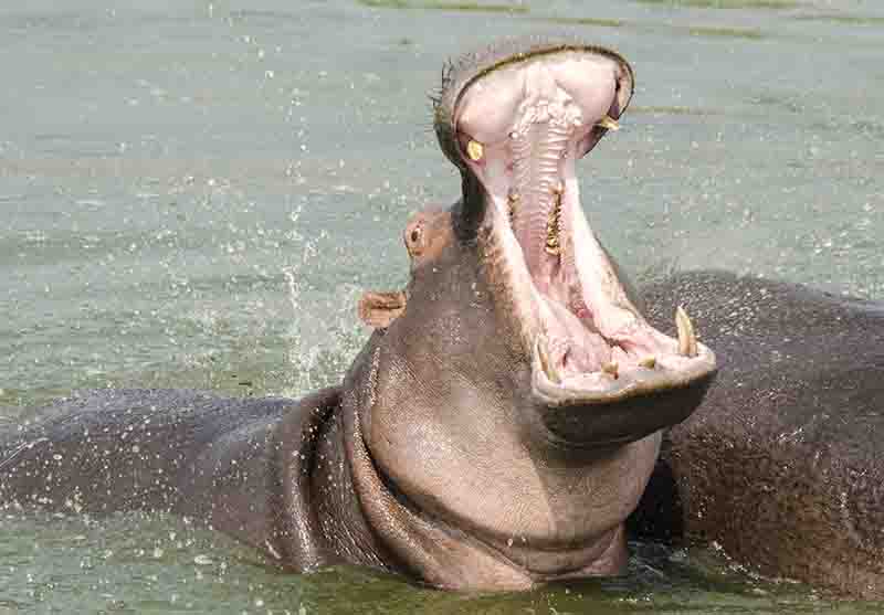 90 - Hipopotamo con boca abierta - parque nacional Queen Elizabeth - Uganda